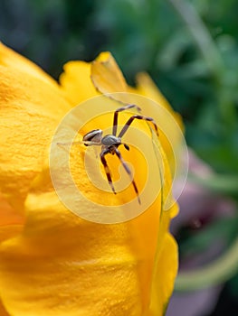 Male of goldenrod crab or flower spider (Misumena vatia (Misumena citrea) with dark brown and red