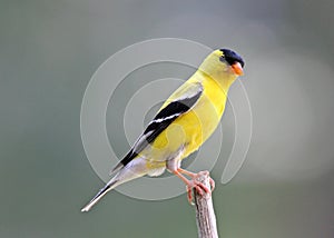 Male Goldfinch