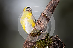 Male Goldfinch Changing to Breeding Plumage