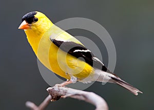 Male goldfinch perched