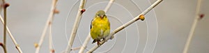 Male goldfinch perched on tree limb