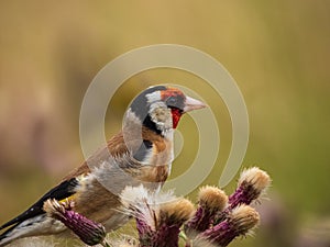 Male Goldfinch sitting on thistles.