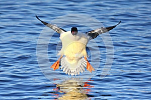 Male Goosander - Mergus merganser