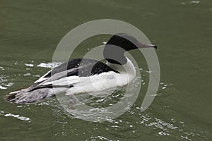 Male goosander, Mergus merganser, on brown water of a river