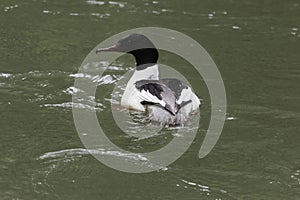 Male goosander, Mergus merganser, on brown water of a river