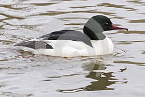 A male goosander on the Ornamental Lake