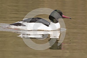 A male goosander on the Ornamental Lake