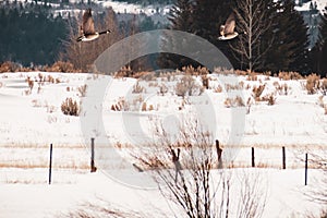 Geese Flying Over Snow-Covered Field