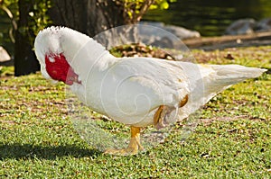 A male goose, sleeping