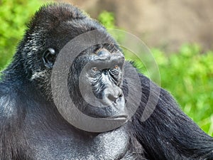 Male gorilla