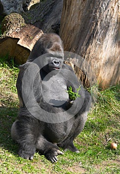 Male gorilla
