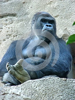 Male gorilla