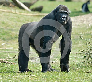 Male gorilla