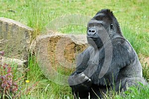 Male gorilla