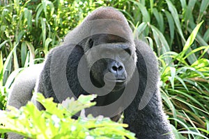 Male Gorilla