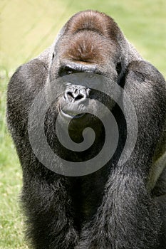 Masculino gorila 