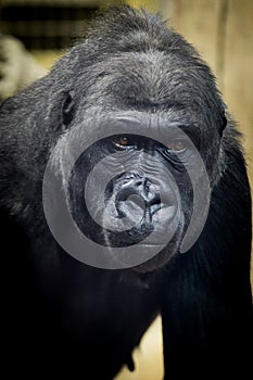 Male gorilla on black background,