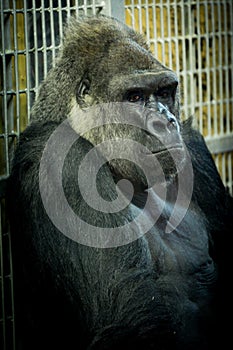 Male gorilla on black background,