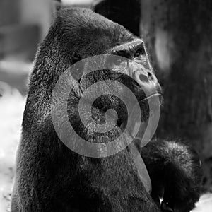 Male gorilla, black and white photography in a quadrat