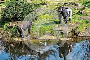 Male gorilla drives away a female that comes too close