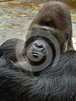 Male gorilla photo