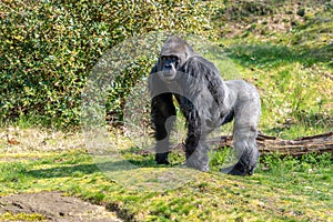 A male gorilla is quietly watching at Apenheul zoo