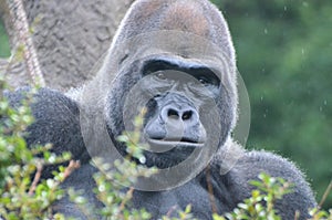 Male gorilla in the rain 2 3