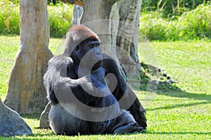 Male Gorilla Resting