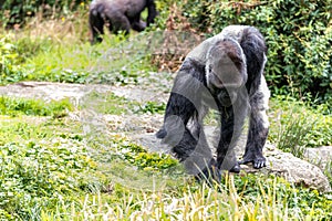 Male gorilla searches for small food on the ground