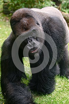 Gorilla silverback comming close, sharp eye. Gorilla seems to smile. photo