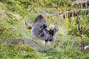 A male Gorilla sitting in grass snacking