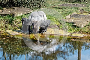 Male gorilla is watched while drinking from the river