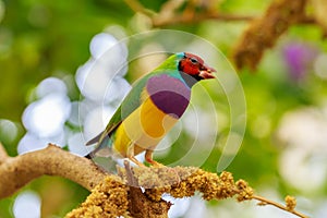 Male Gouldian Finch