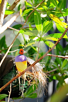 Male Gouldian Finch Bird