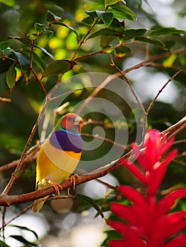 Male Gouldian finch bird