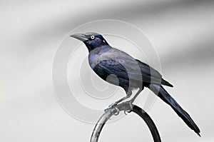 Male Grackle