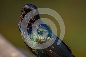 Male grackle