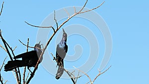 Male grackles