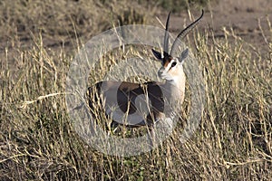 Male Grant gazelles among the high dry grass in the savanna during the dry season