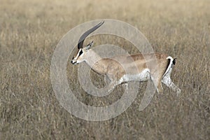 male Grant gazelles who walks among dry tall grass over the African savanna