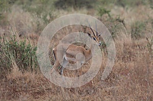 Male grant`s gazelle standing alert in the wild Meru National Park, Kenya