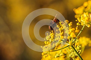 male Graphomya maculata, Malta, Mediterranean