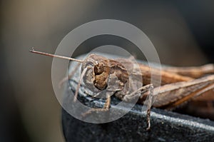 Male grasshopper Chorthippus sp in the Escuain Valley.