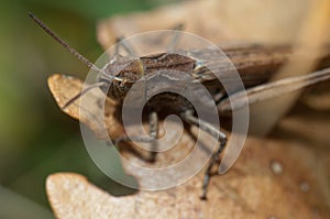 Male grasshopper Chorthippus sp on a leaf.