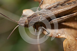 Male grasshopper Chorthippus sp on a leaf.