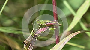 Male grasshopper galloped over to the female. Loving communication of two Grasshoppers