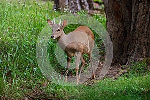 Male Gray Brocket (Mazama gouazoubira) with antlers photo