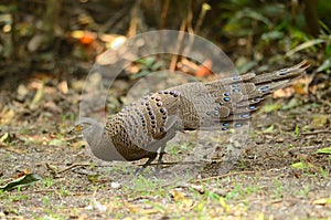 male gray peacock-pheasant