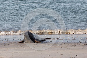 Male gray seal halichoerus grypus at sea shore