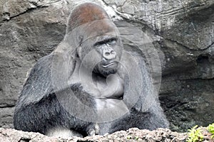 Male gray silverback lowland gorilla